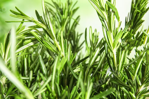 Preview: Branches of fresh rosemary on blurred green background