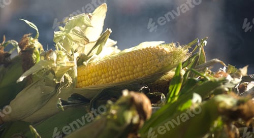 Preview: Fresh local organically grown corn on the cob ready for roasting