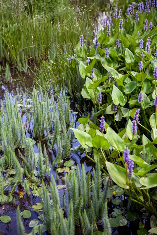 Preview: Small pond and ecosystem in the countryside in summer
