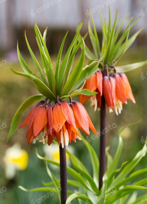 Preview: Kaiser Crown (Fritillaria imperialis) Flower