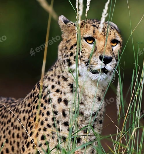 Preview: A Magical Botswana Wildlife place in World