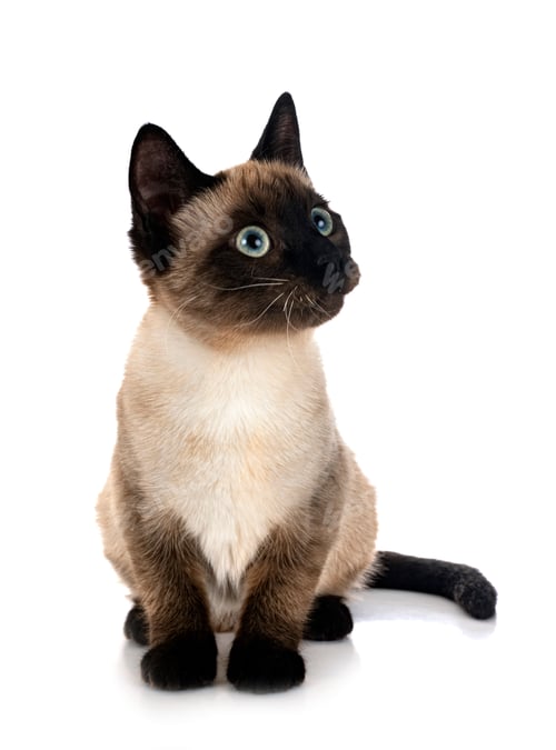 Preview: siamese cat in studio