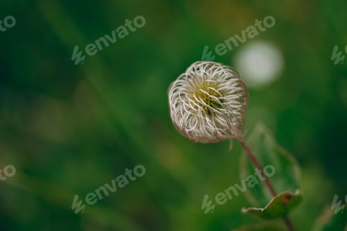 Preview: The appearance of clematis seeds after flowering. clematis faded