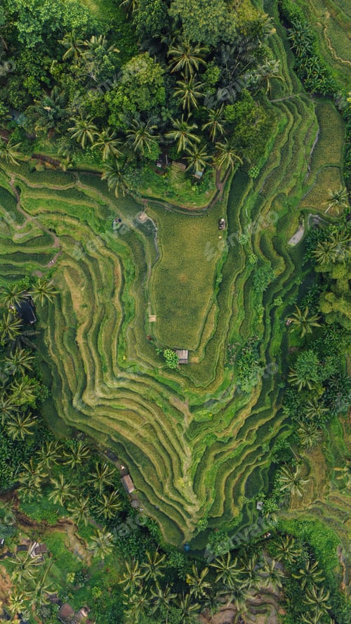 Preview: Terraced rice fields with palm trees