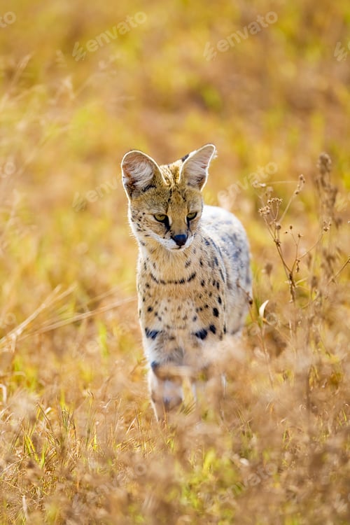 Preview: Wild Serval Cat in Afria