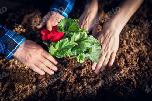 Preview: Gardeners planting flowers. Hands close-up