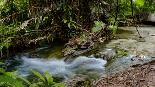 Preview: Tropical jungles of Southeast Asia in winter, Thailand