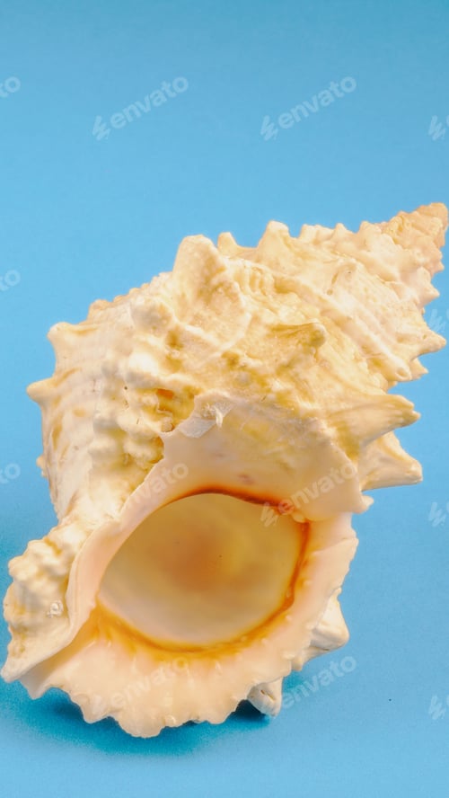 Preview: shell of a sea snail on a blue background