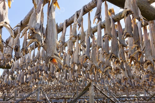 Preview: Cod fish drying on traditional wooden racks in the sun in Lofoten Islands, Norway, Europe