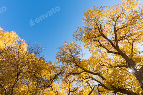 Preview: populus euphratica forest against a blue sky