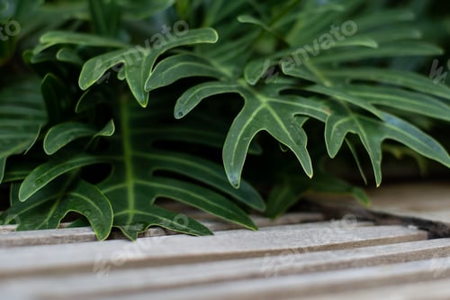 Preview: Natural trend background for presentations of cosmetic products. Exotic plants and wooden background