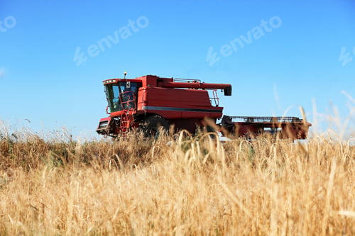 Preview: Modern combine harvester in wheat field. Cereal grain crop