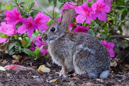 Preview: a rabbit that is sitting next to some flowers on the ground