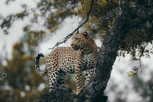 Preview: Leopard in the tree in the Kruger national safari game reserve