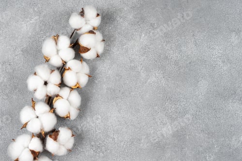 Preview: Dry cotton branch with fluffy flowers on light gray concrete textured background