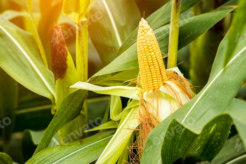 Preview: yellow cob of sweet corn on the field. Collect corn crop.