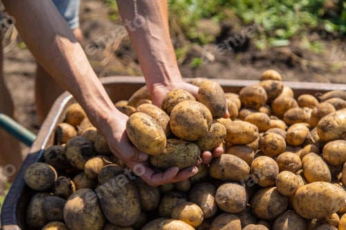 Preview: Digging potatoes. Harvest potatoes on the farm.