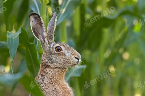 Preview: Alert European brown Hare, Lepus europaeus
