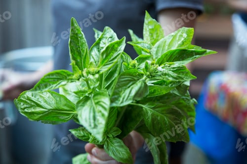 Preview: Bunch of basil, close up
