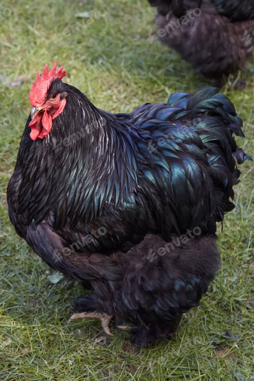 Preview: Black rooster with shiny plumage with green reflections and red crest and wattles, outdoors