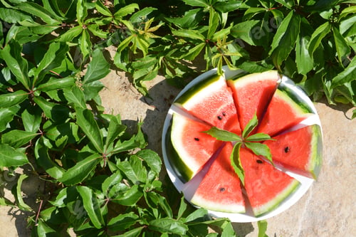 Preview: Slices of watermelon on white plate near plant with green leaves outdoors, top view