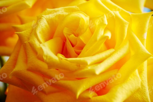 Preview: Big beautiful yellow rose flower