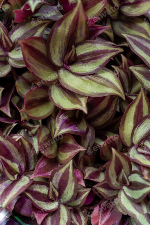 Preview: Tradescantia motley multicolor. Home flower with purple leaves. Grade Leonora blossfeldiana zebrina