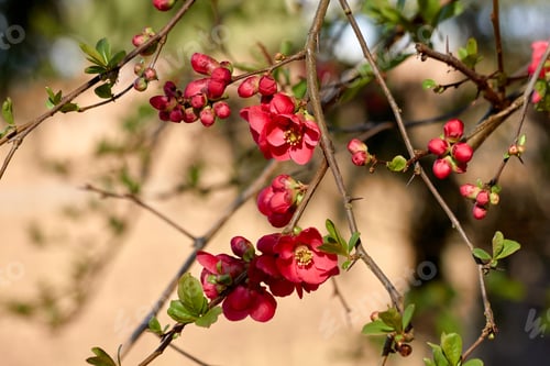 Preview: Pink Flowers and Buds