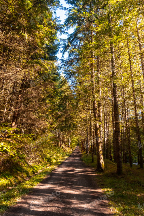 Preview: Irati forest or jungle in autumn, trail of the Irati houses. Ochagavia, northern Navarra