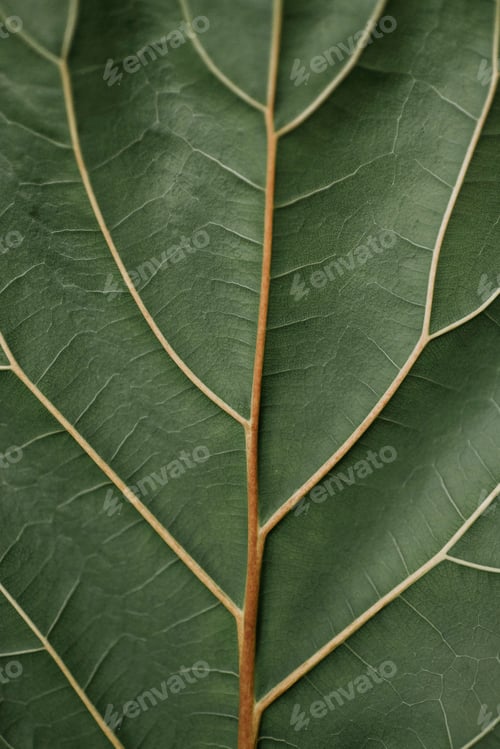 Preview: Closeup of a green leaf showing detailed veins and textures