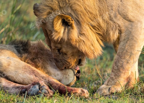 Preview: Closeup shot of an African lion licking the other lying on the grass in Botswana Safari.