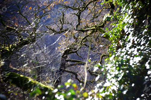 Preview: Green branches covered with moss