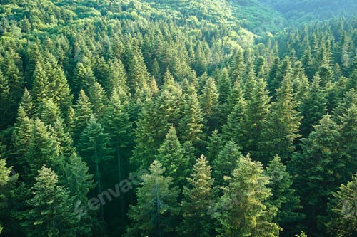 Preview: Aerial view of green pine forest with dark spruce trees. Nothern woodland scenery from above