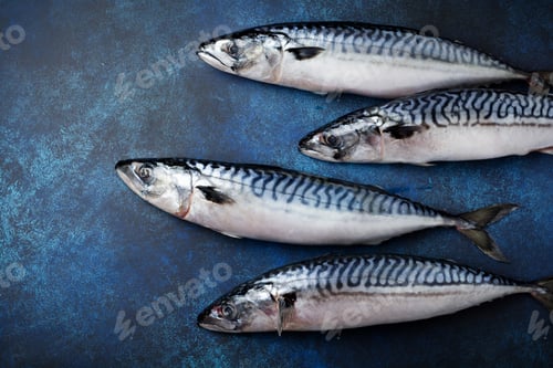 Preview: Raw mackerel fish with ingredients for cooking on a blue concrete or stone background. Selective foc