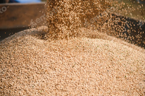 Preview: Close up view of combine harvester pouring a tractor-trailer with grain during harvesting.