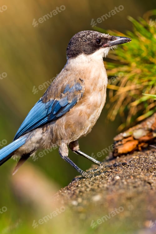 Preview: Azure-winged Magpie, Mediterranean Forest, Spain