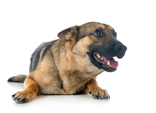 Preview: gray german shepherd