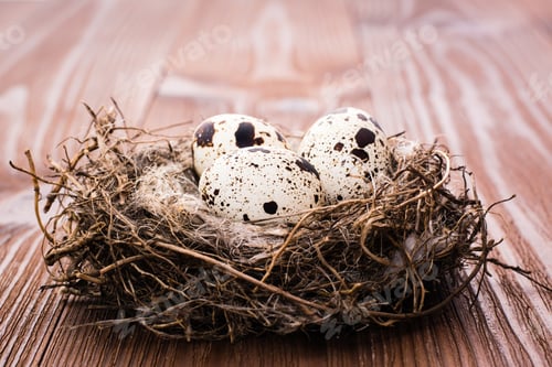 Preview: Quail eggs in nest on a wooden table