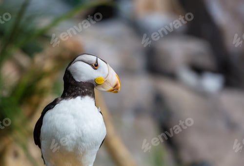 Preview: Puffin
