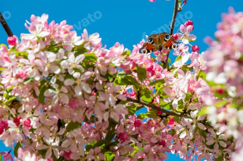 Preview: Cherry blossom and butterfly