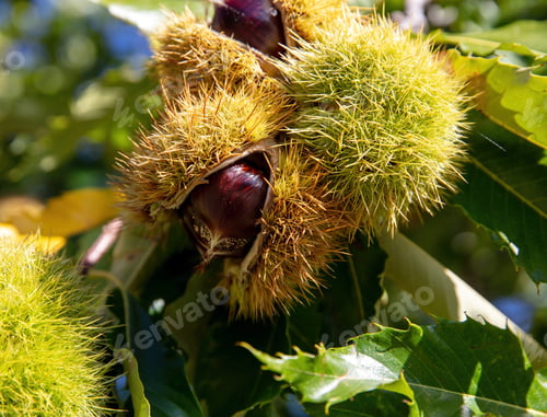 Preview: Chestnut husk close up. Castanea sativa tree branch at harvest Autumn,