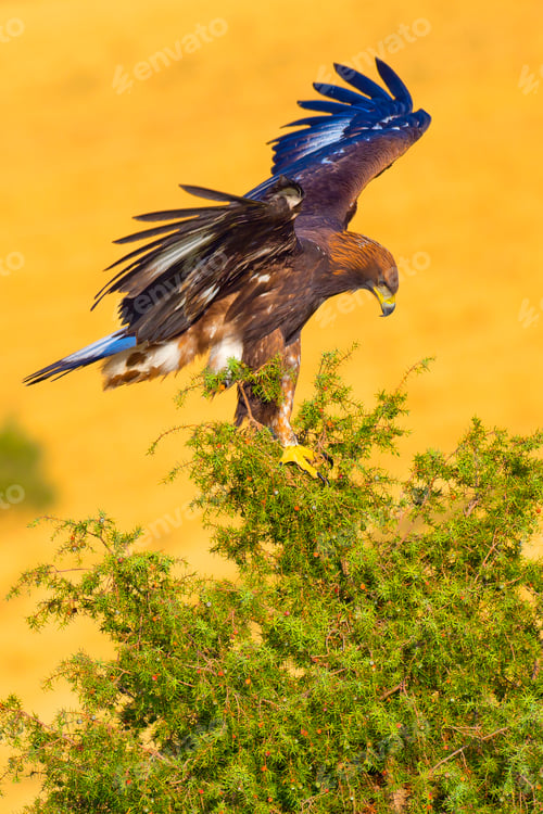 Preview: Golden Eagle, Mediterranean Forest, Spain