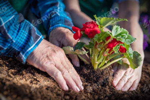 Preview: Gardeners planting flowers. Hands close-up