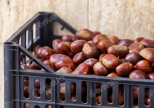 Preview: Chestnuts filling black plastic crate in Empoli, Italy