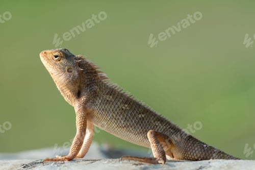 Preview: Selective focus shot of a garden lizard on a metal railing