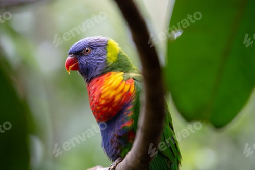 Preview: Four colored Parakeet