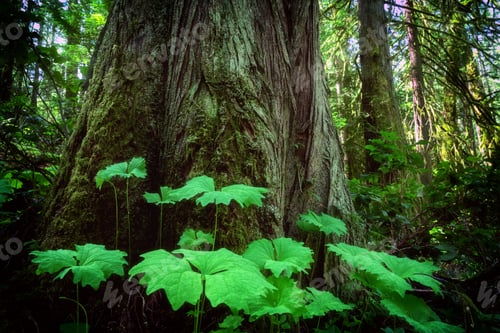 Preview: Green nature in the John Dean Provincial Park, North Saanich, Vancouver Island, BC Canada
