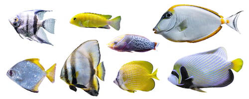 Preview: Collection, Set Of Different Tropical Aquarium Fishes Isolated On White Background