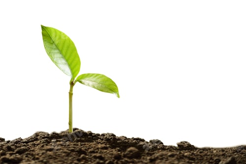 Preview: Young plant