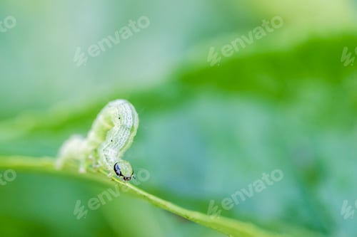 Preview: Caterpillar, Munnar, Western Ghats Mountains, Kerala, India